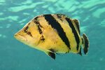 Siamese Tigerfish (Datnioides pulcher) Tiger fish, Beautiful