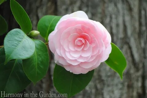 When The Camellia Blooms : When the Camellia Blooms TV Show 
