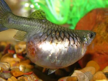 How To Tell If A Female Guppy Is Pregnant