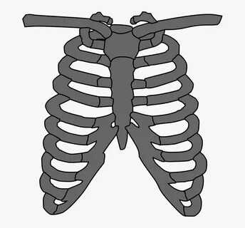 Rib Cage, Skeleton, Gray, Human, Anatomy, Bones - Place To L