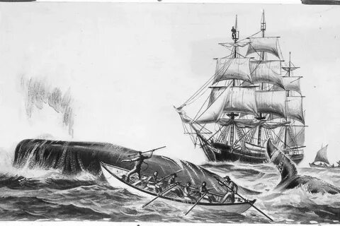 When Ships Hunted Whales, SF Bay Was Their Home by SFChronic