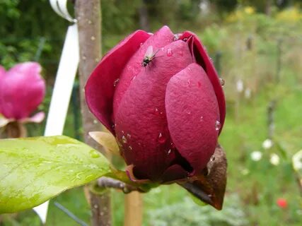 Lunaplant- Frühling 2021 - mehr als 500 Magnoliensorten