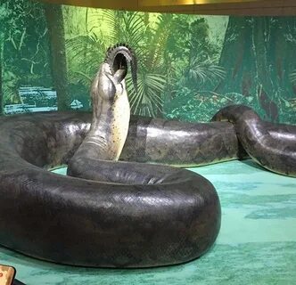 Titanoboa cerrejonensis