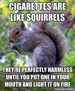 Ain't that the truth.. (With images) Squirrel funny, Squirre