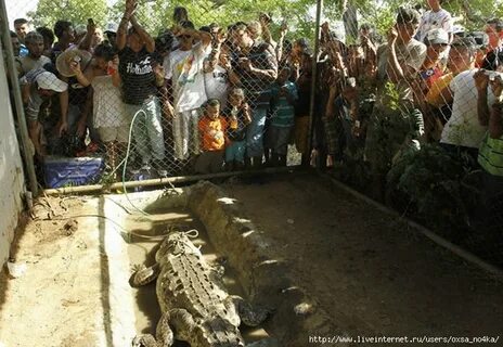 Необычная охота на крокодилов в Коста-Рике.. Обсуждение на L