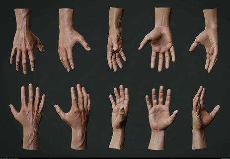 Anatomische Studie: Hand Hand reference, Hand anatomy, Anato