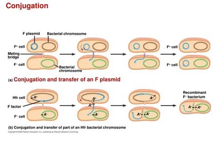 PPT - Chapter 27 PowerPoint Presentation, free download - ID