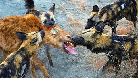 The Hyena Risked Its Life To Steal Food From The Wild Dogs -