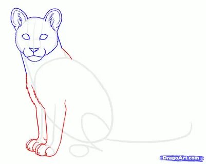 Drawn cougar easy - Pencil and in color drawn cougar easy Go