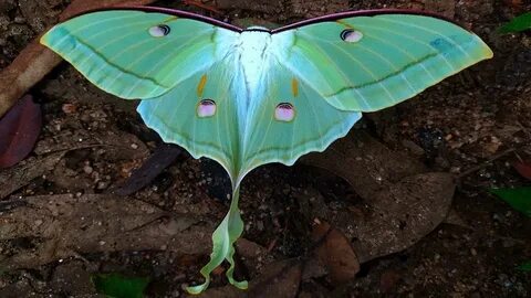 butterfly - Rare sighting of a Luna moth in Canary Hill fore
