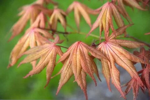 Acer palmatum 'Amber Ghost' in May Japanese Maple Tree, Japanese Maple...
