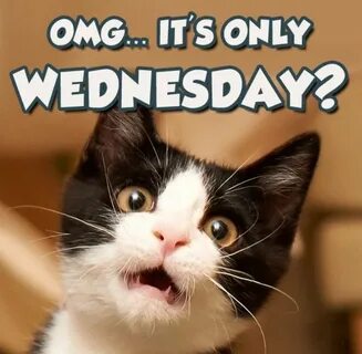 It's only Wednesday! #Cats 🐱 #wednesday Cute good morning qu