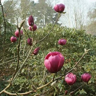 Plant Pictures: Magnolia - 'Black Tulip' (Magnolia)