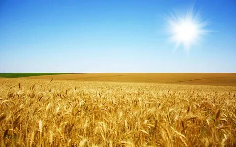 скачать обои пшеничное поле с кипарис - Mobile Legends