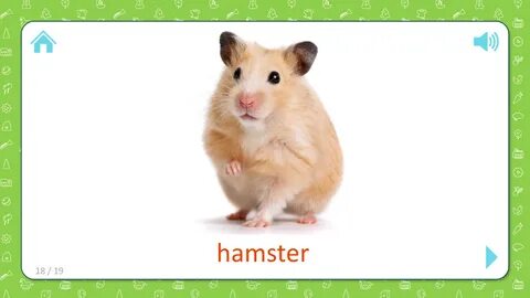 FlashCards For Kids: Hamster - Pets and Farm Animals - Flash