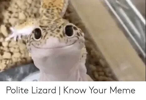 ✅ 25+ Best Memes About Polite Lizard Polite Lizard Memes