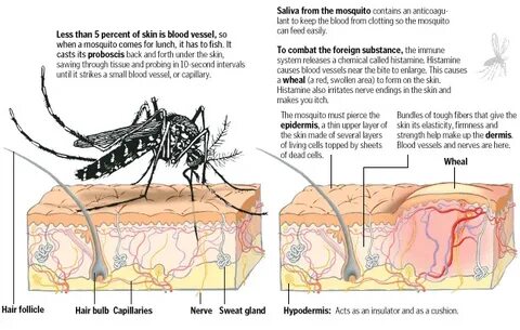 Sivrisinek Isırığı Neden Kaşınır? -Bite Away Sinek Isırığı G