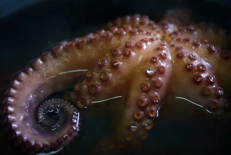 This Massive Octopus At The Seattle Aquarium Attempted To Br
