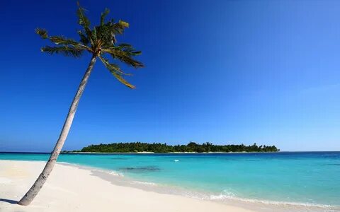 Обои песок, море, пальма, остров, Мальдивы, пальмы, пляж на 