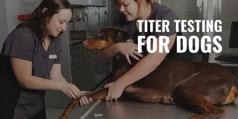 Titer test dogs