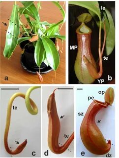 Frontiers Nepenthes × ventrata Transcriptome Profiling Revea