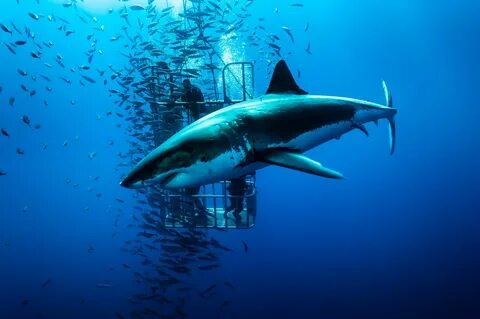 Picture of Great white shark National Geographic, Shark Meme, Shark Film, M...