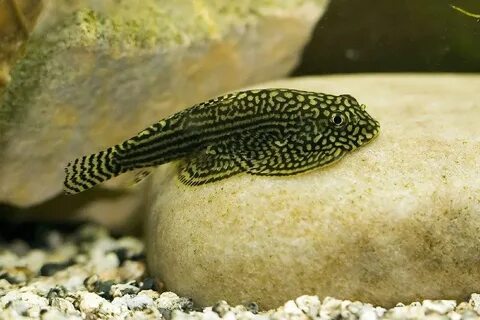 Pin on Plecostomus