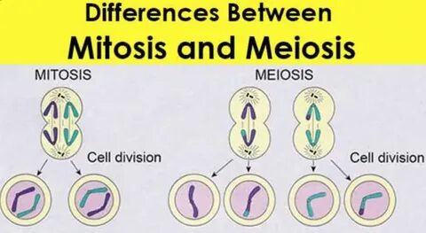 Difference between mitosis and meiosis - Online Biology Note