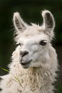 Handsome white llama When I was walking with my cousin, I . 