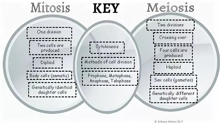 Gallery of mitosis and meiosis comparison chart video and pi