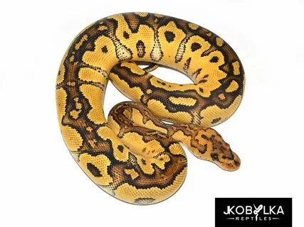 Fire Clown - Morph List - World of Ball Pythons Ball python,