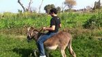 Riding a Donkey in Pakistan - YouTube