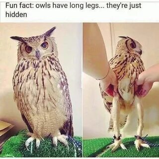 Wha? Owls have long legs? - Album on Imgur