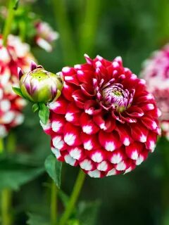 Checkers' Amazing flowers, Flower garden, Dahlia flower