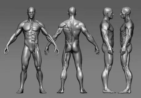ArtStation - human body study man, donghoo lee Body study, H