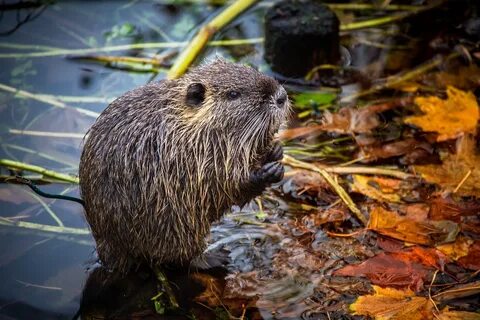 Download free photo of Nutria,lake,rodent,animal,water - fro