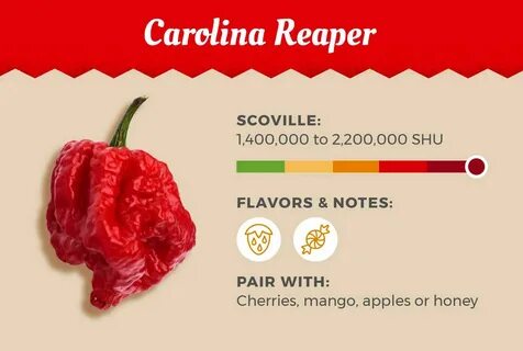 Carolina Reaper is one of the world's hottest peppers to coo