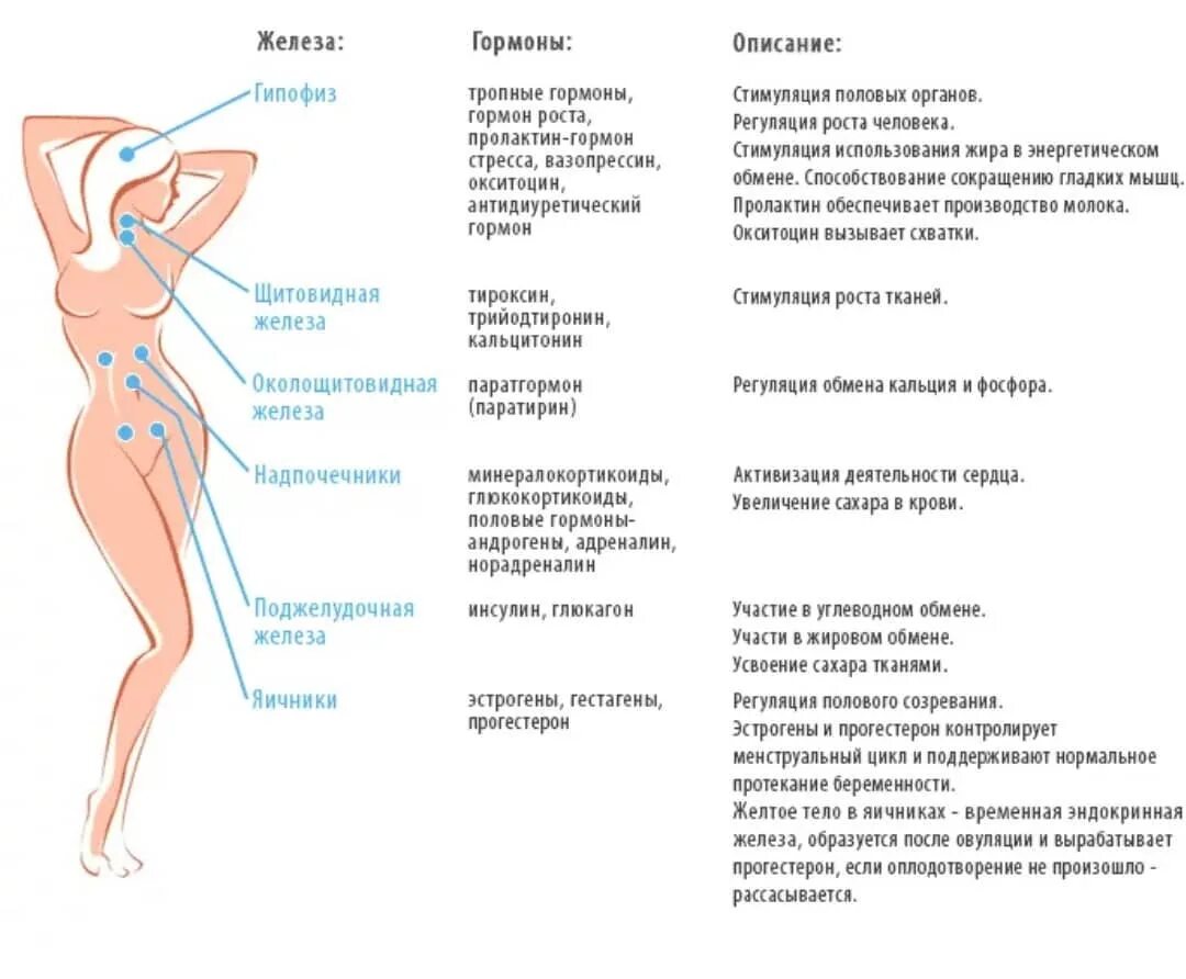 мастурбация половые гормоны фото 19