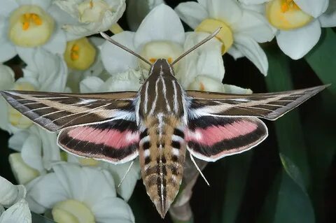 So pretty!! whitel-lined sphinx (hummingbird hawk moth) Hawk