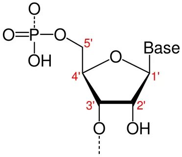 File:Nukleotid num.svg - Wikipedia