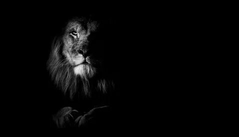Лев на темном фоне (70 фото) " ФОНОВАЯ ГАЛЕРЕЯ КАТЕРИНЫ АСКВ