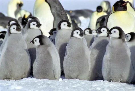 Пингвин Фауна и флора