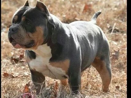 Gorgeous tri-colored pitbull bully!! Bully dog, American bul