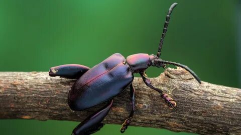 Beetle *07