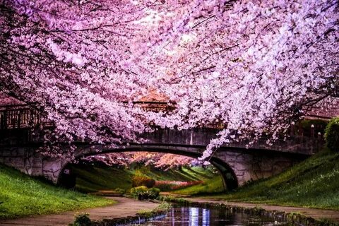 Японский сад Сакура (72 фото) - фото - картинки и рисунки: с