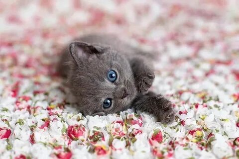 Cute cats, Little kitty, Cute animals.