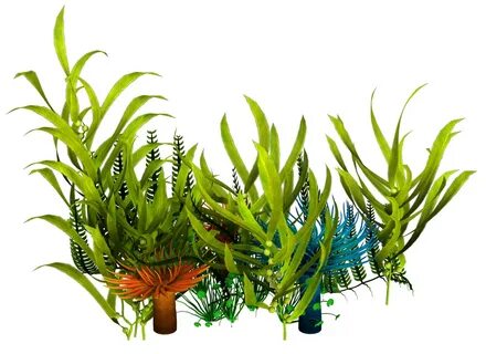 Water Plants PNG