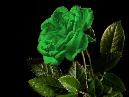 Green Rose Widescreen Wallpaper 34628 - Baltana