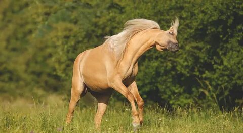 Headshaking beim Pferd: Das musst Du wissen!