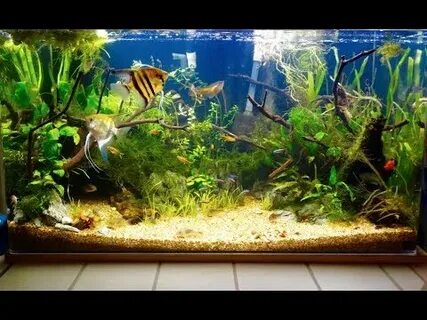 50 gallon freshwater aquarium Online Shopping